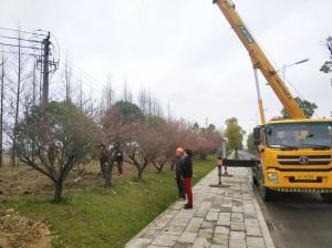  外環線道路景觀工程二、三標段進行補植復綠工作